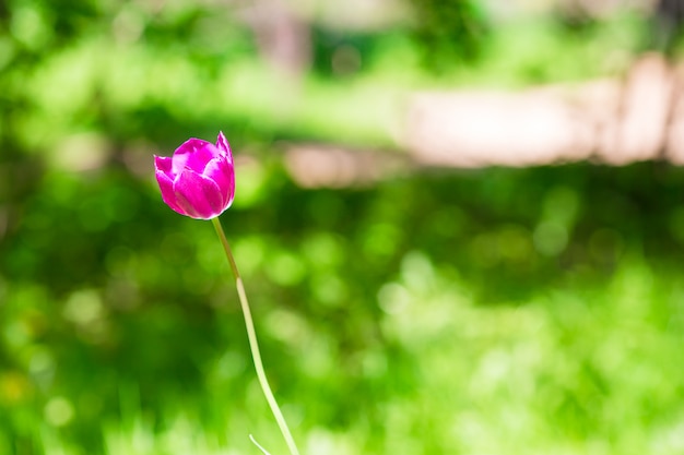 Tulipán floreciente rosado fresco en jardín de primavera