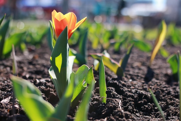 Tulipán de flores de primavera en el suelo