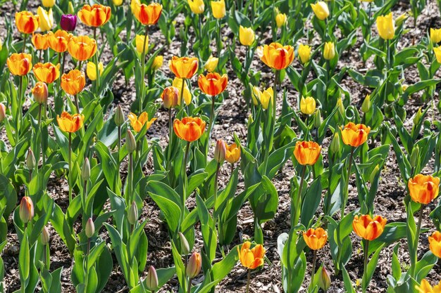 Tulipán de flores rojas brillantes en la naturaleza con luz solar.