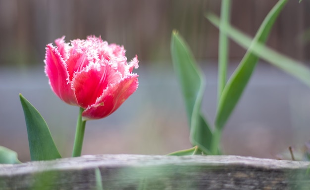 Un tulipán fresco con flecos de terry de Brest Tulipán floreciente Tipo de Brest con flecos Enfoque selectivo de una rosa