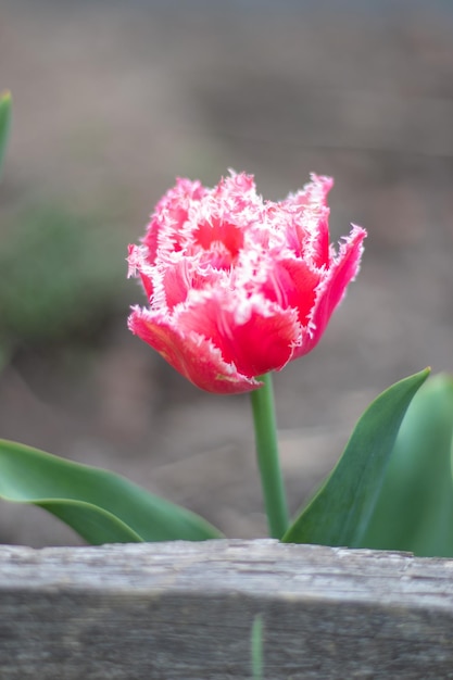 Un tulipán fresco con flecos de terry de Brest Tulipán floreciente Tipo de Brest con flecos Enfoque selectivo de una rosa