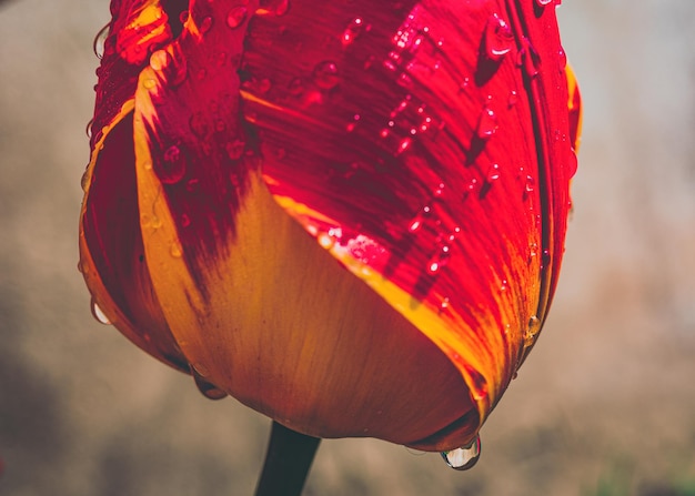 Tulipán con gotas de agua en primer plano