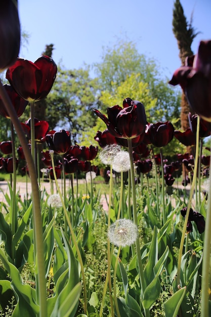 Tulipán gótico negro, este es un tulipán Triumph morado oscuro