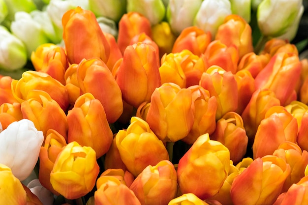 Tulipán. Hermosas flores de tulipán con gotas de rocío. Las flores de primavera son el símbolo del amor.