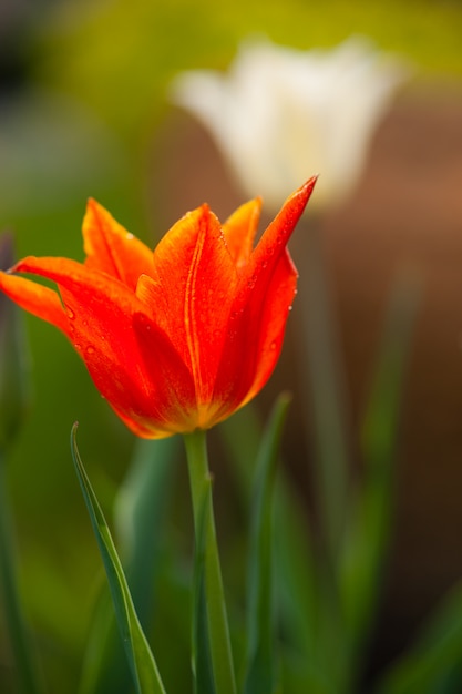 Tulipán. Hermoso ramo de tulipanes. tulipanes de colores tulipanes en sol de primavera. tulipán en el campo