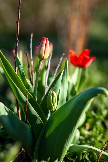 Un tulipán en un jardín con una flor roja.