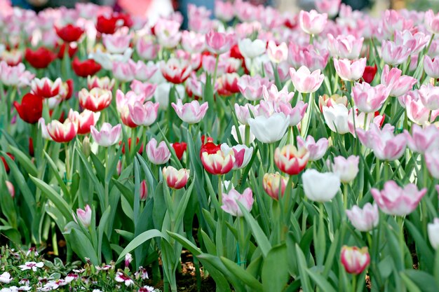 Tulipán en el jardín.