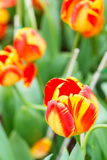 tulipán en el jardín