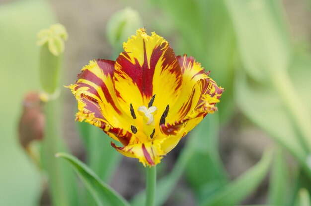 Foto tulipán llamado fabio tulipán nrispa con flecos