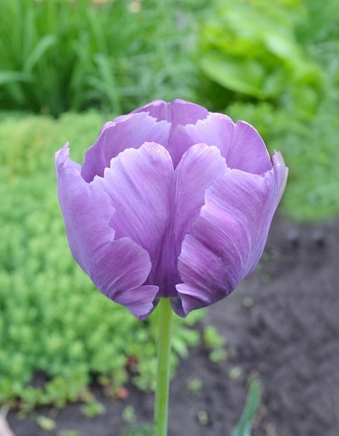 Tulipán loro azul en el jardín