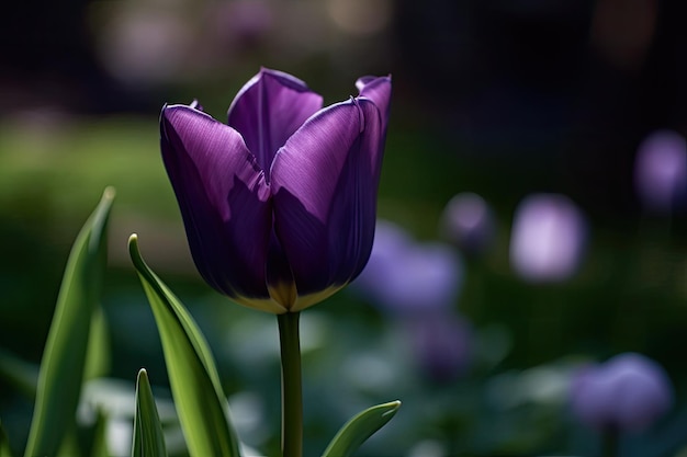 Un tulipán morado en un campo de flores moradas