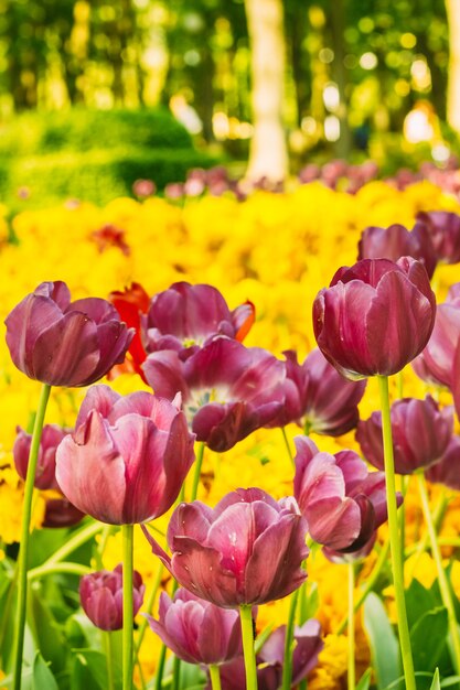 Tulipán morado de capullo. Nadie