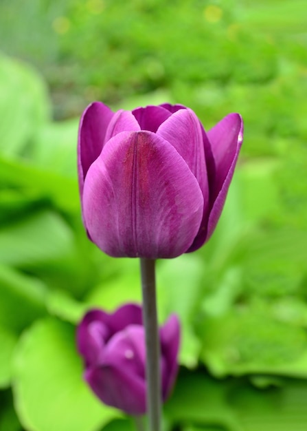 Tulipán morado sobre un fondo verde Hermosos tulipanes morados primer plano