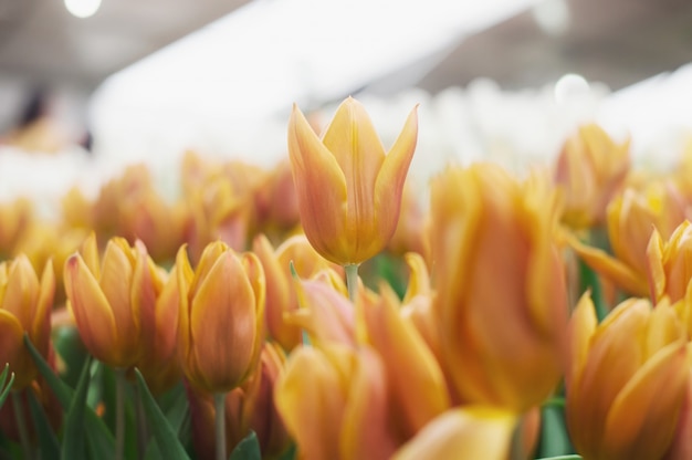 Tulipán naranja en el jardín