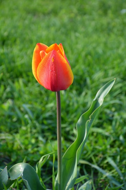 tulipán naranja