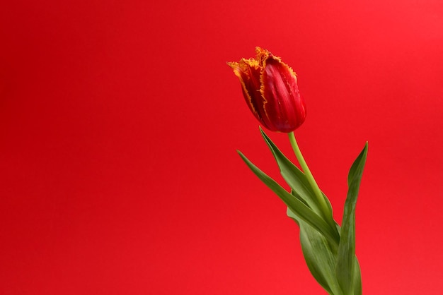 Tulipán en una olla sobre un fondo rojo. Copie el espacio.