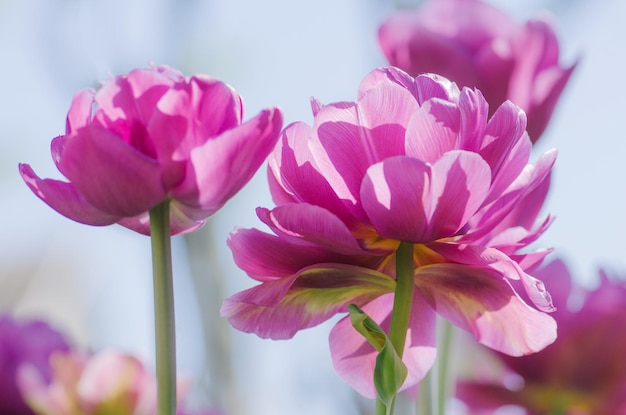 Tulipán de peonía púrpura Tulipán violeta púrpura en el jardín Tulipán de flor lila por la luz del sol