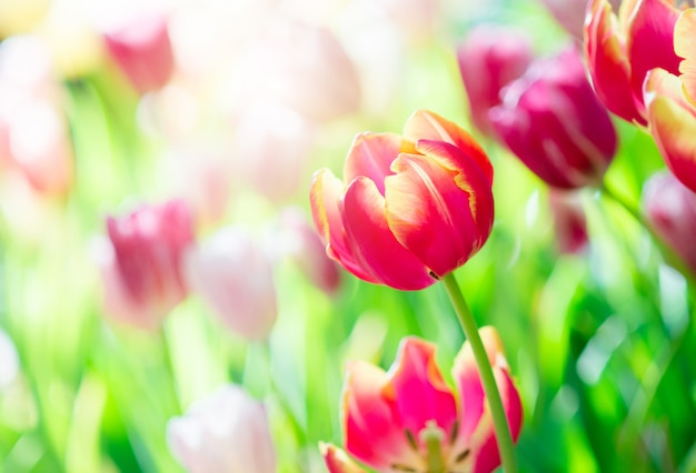Tulipán en primavera con enfoque suave, primavera desenfocada borrosa Tulipán, flor de bokeh