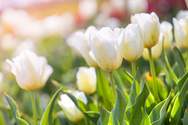 Tulipán en primavera bajo rayo de sol, hermoso y colorido tulipán en la luz del sol.