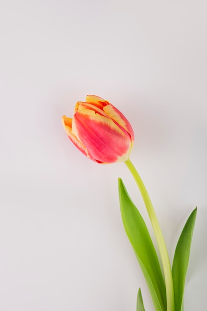 Foto tulipán de primer plano en blanco