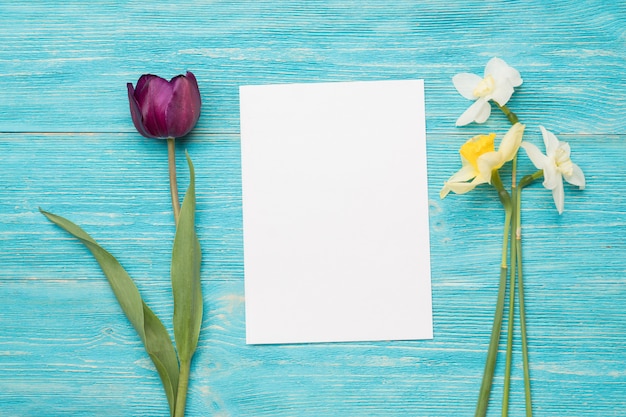 Tulipán, primulas, tarjeta de papel, mesa turquesa