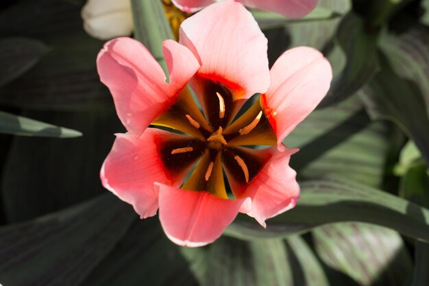 Tulipán púrpura en flor en un fondo gris oscuro macrofotografía Una hermosa flor con mascota púrpura