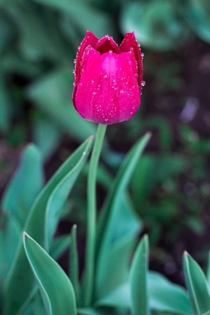 Tulipán púrpura en el primer plano del jardín