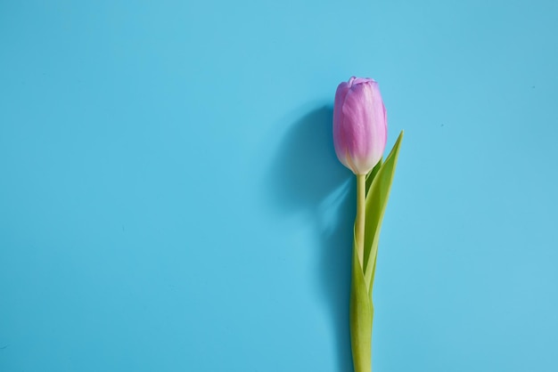 tulipán púrpura sobre un fondo azul libre para el día de la madre de texto o felicitaciones