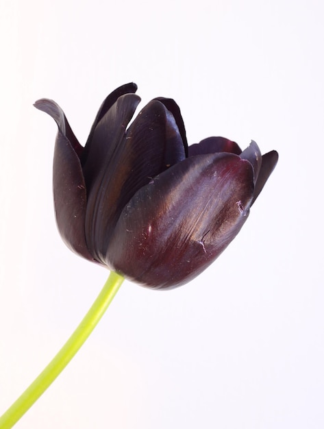 tulipán púrpura