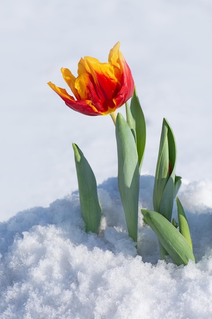 Tulipán que crece fuera de la nieve Condiciones climáticas anormales en primavera