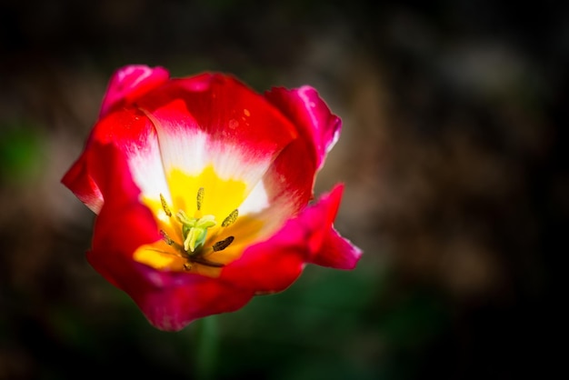 Tulipán rojo aislado