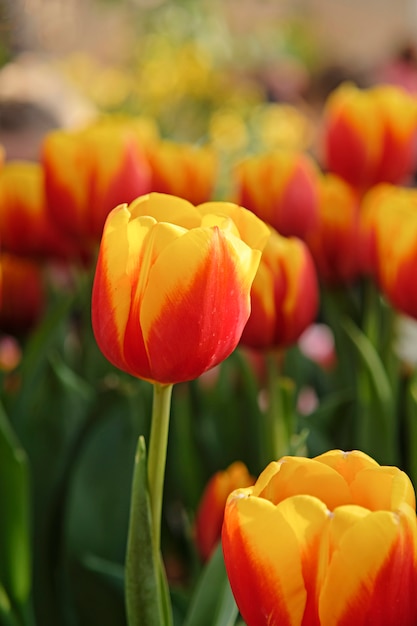 Tulipán rojo amarillo. Primera primavera flor flor