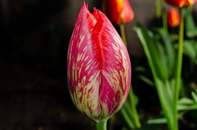 Foto un tulipán rojo y blanco con una raya roja.