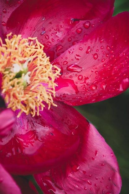 Tulipán rojo brillante con gotas de agua Primer plano con fondo desenfocado Foto de HQ