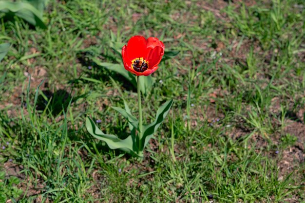 Tulipán rojo en una cama de flores closeup vista superior