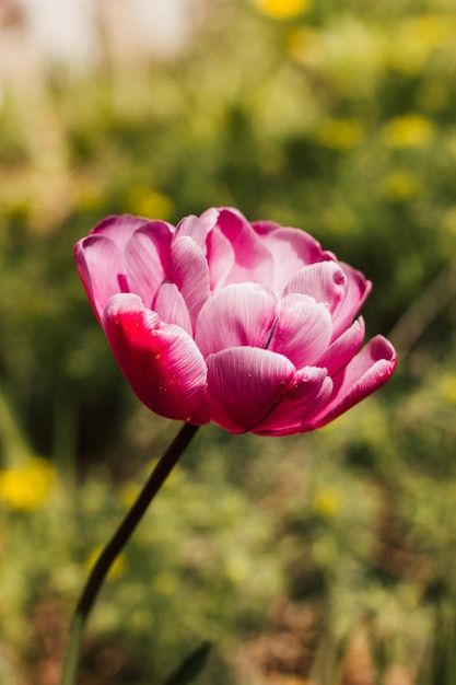 Un tulipán rojo contra el fondo de la hierba verde en primavera