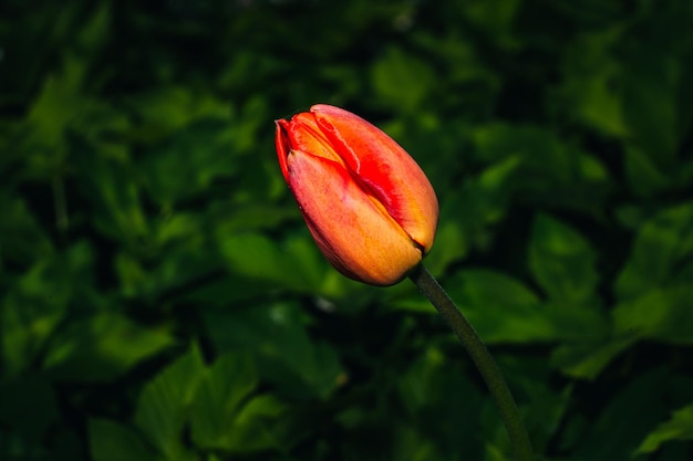 Un tulipán rojo con un fondo verde