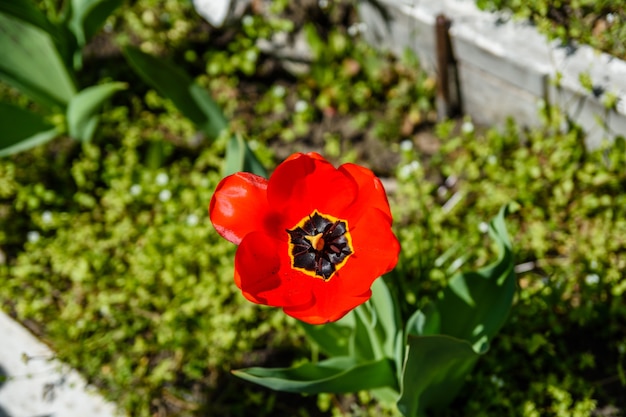 Tulipán rojo en un huerto en el parque de la ciudad