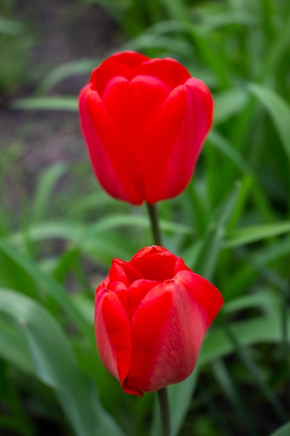 Un tulipán rojo en el jardín.