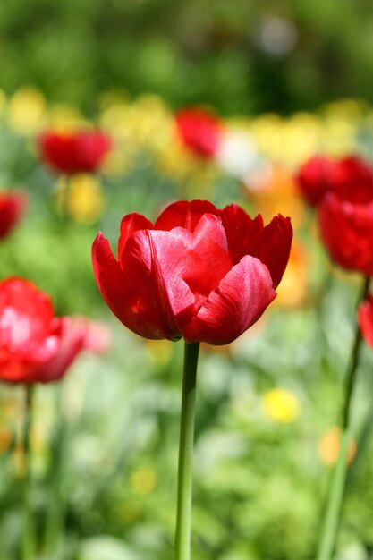 Tulipán rojo macro en el fondo del campo de tulipanes para cartel o tarjeta de felicitación