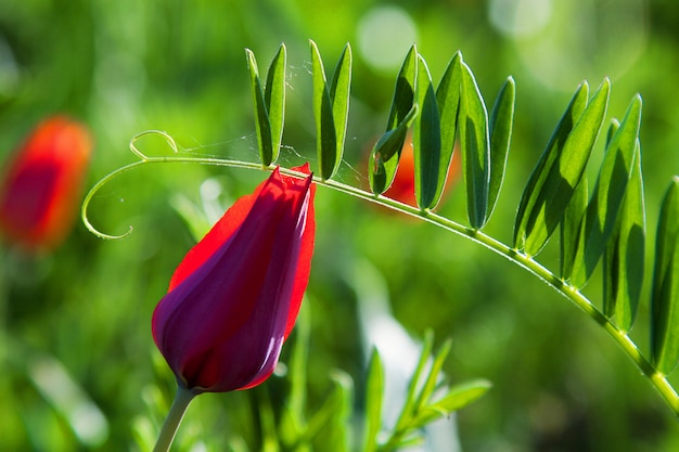 Tulipán rojo de montaña contra una hierba verde brillante