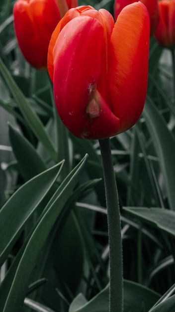 Foto un tulipán rojo con la palabra tulipán