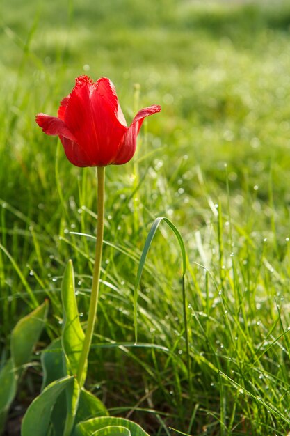 Tulipán rojo en pasto verde con gotas de rocío temprano en la mañana