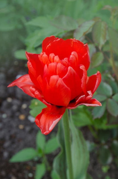 Foto tulipán rojo peonía