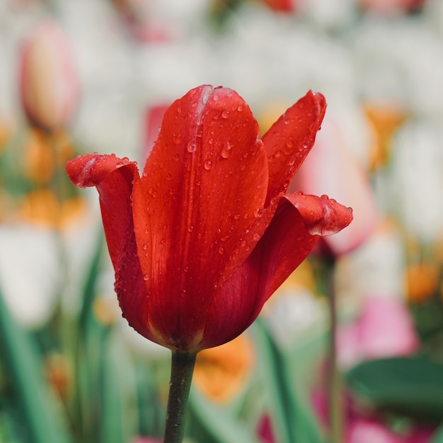 tulipán rojo en primavera en el jardín