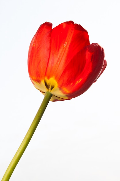 Tulipán rojo en primer plano de fondo blanco