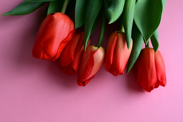 Tulipán rojo sobre fondo rosa espacio de copia | Foto Premium