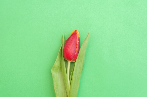 Tulipán rojo sobre un verde