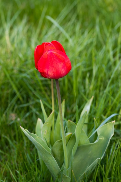 Tulipán rojo solitario entre la hierba verde.