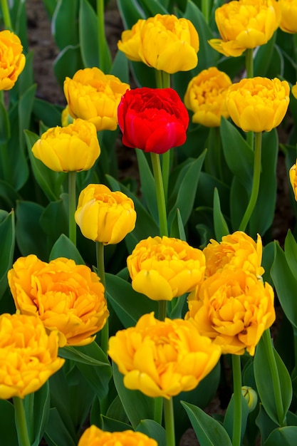 Tulipán rojo solitario entre tulipanes amarillos, vista superior